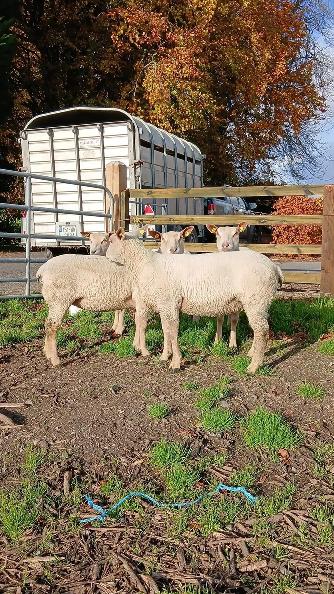 Charollais ewe lambs - Image 1