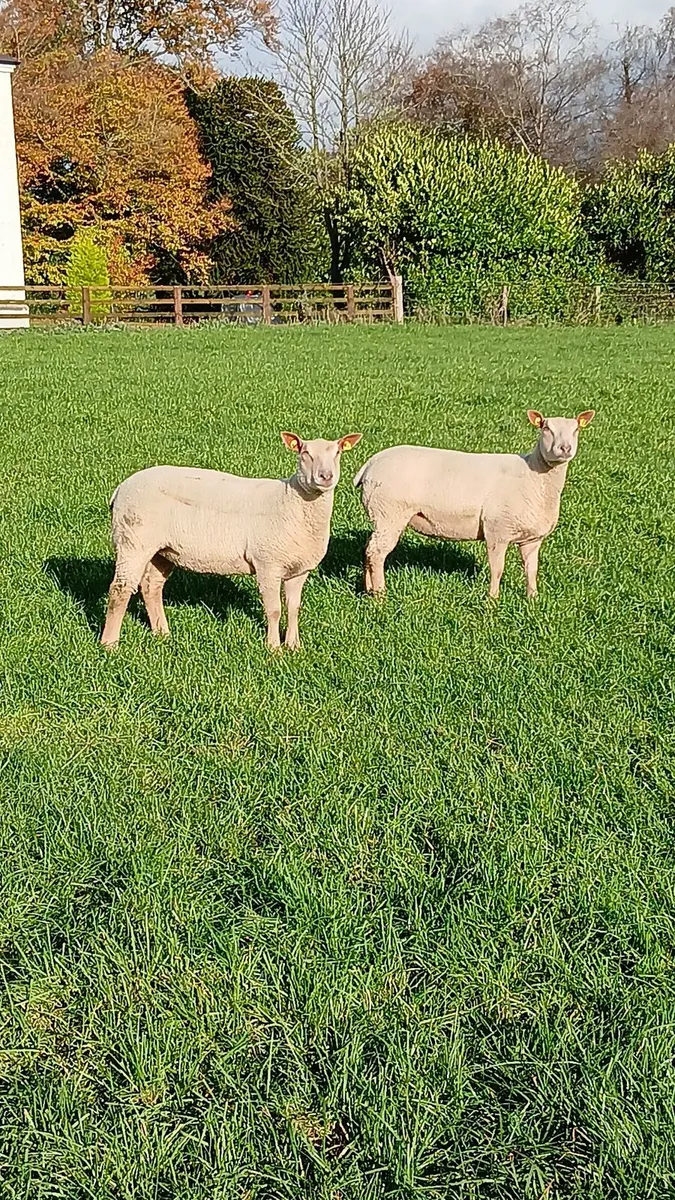 Charollais ewe lambs - Image 3