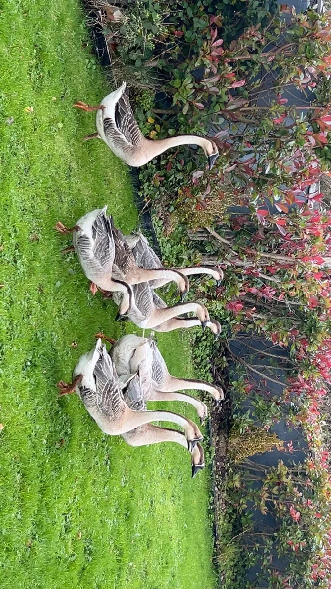 •Chinese geese, pekin Bantams, white silikes - Image 1