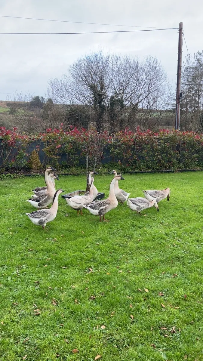 •Chinese geese, pekin Bantams, white silikes - Image 2