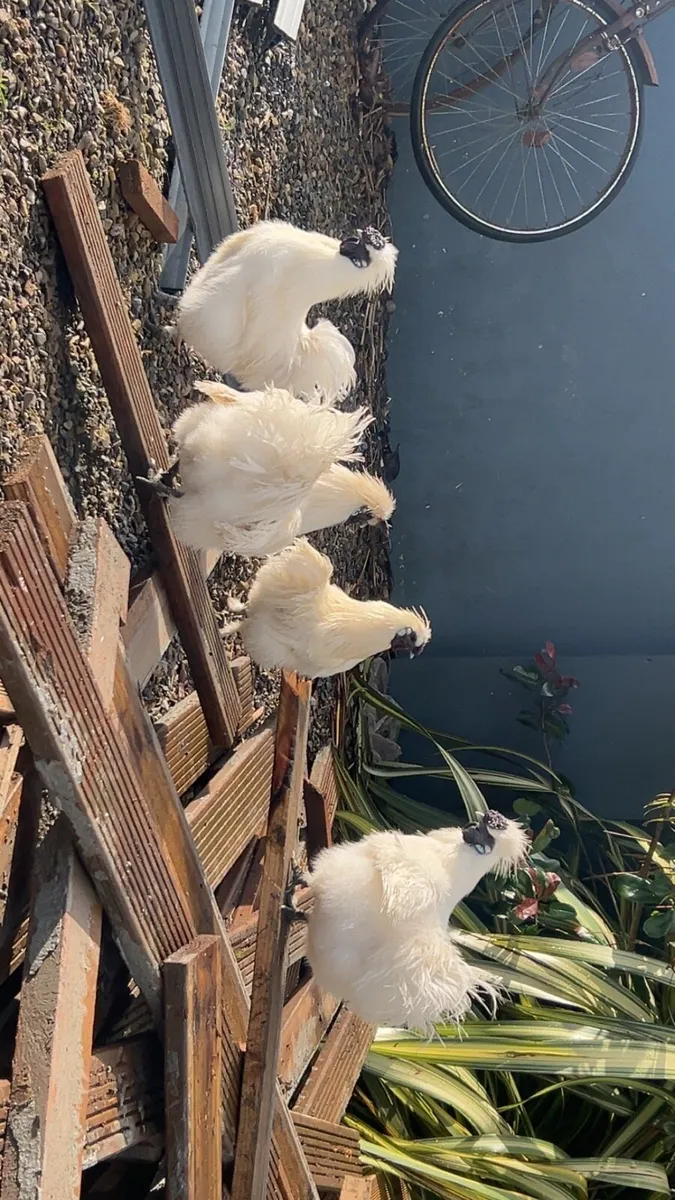 •Chinese geese, pekin Bantams, white silikes - Image 3