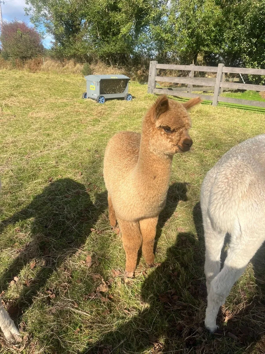 2x male alpacas for sale - Image 1