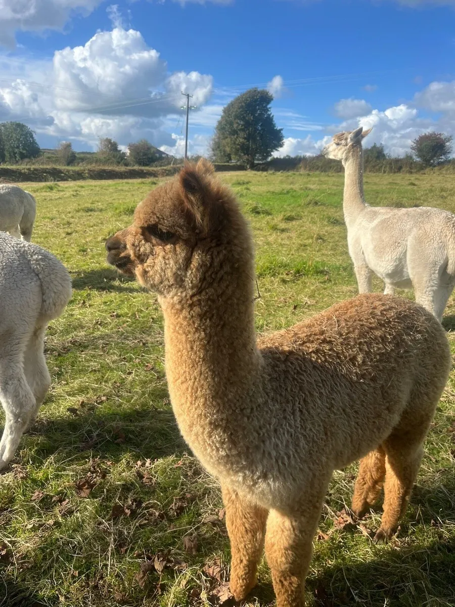 2x male alpacas for sale - Image 2