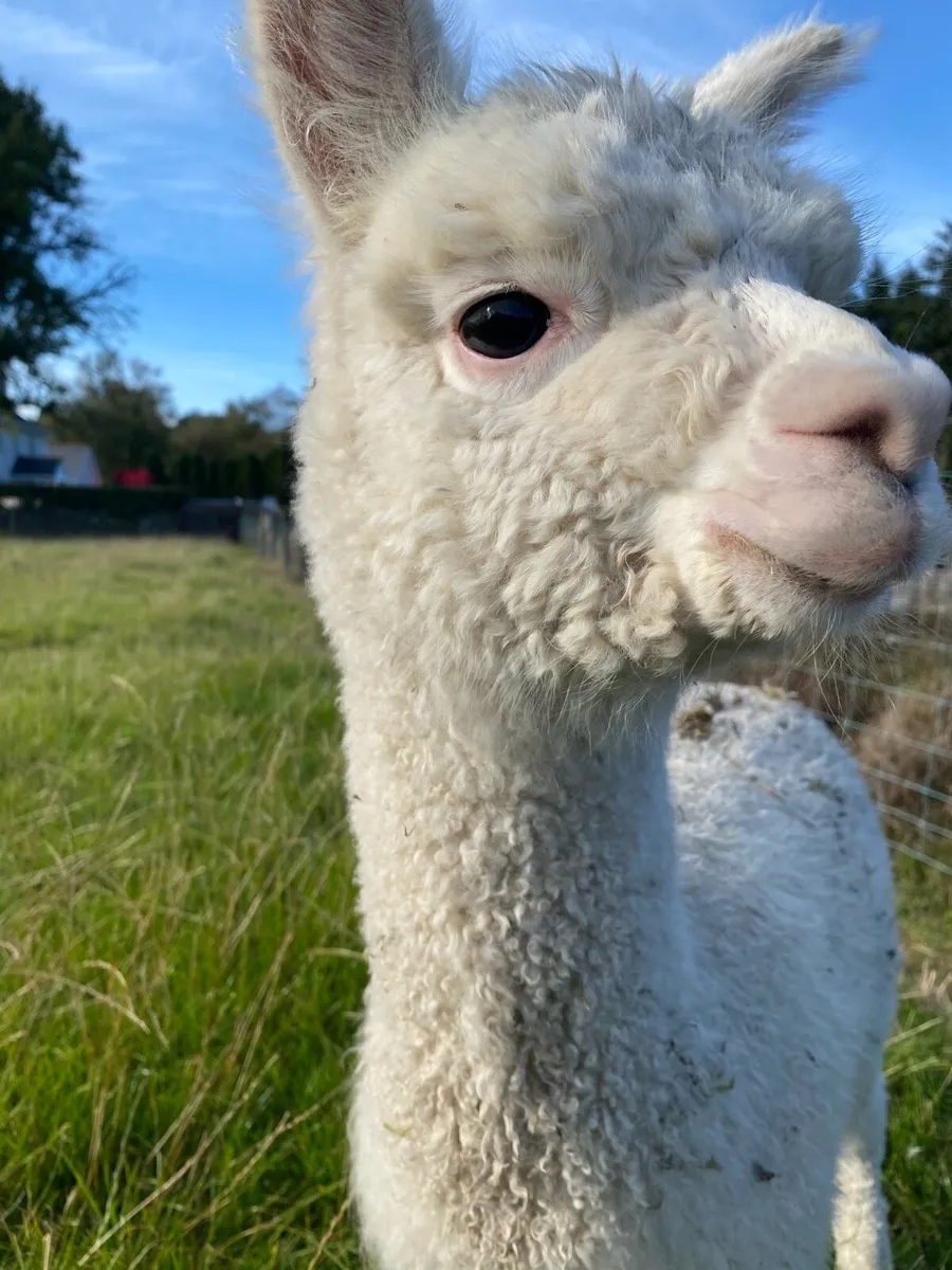 2x male alpacas for sale - Image 3