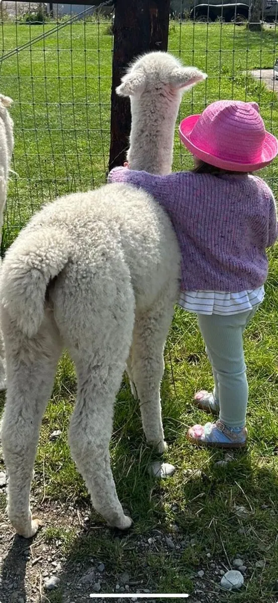 2x male alpacas for sale - Image 4
