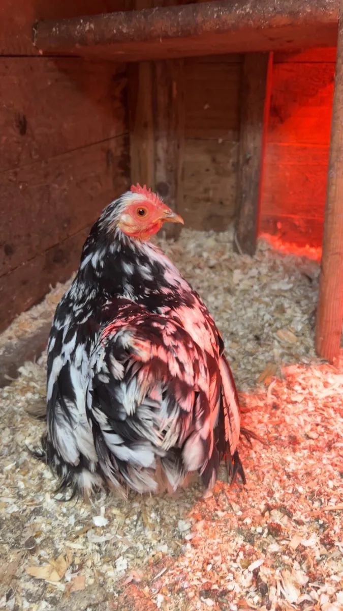 •Chinese geese, pekin Bantams, white silikes - Image 4