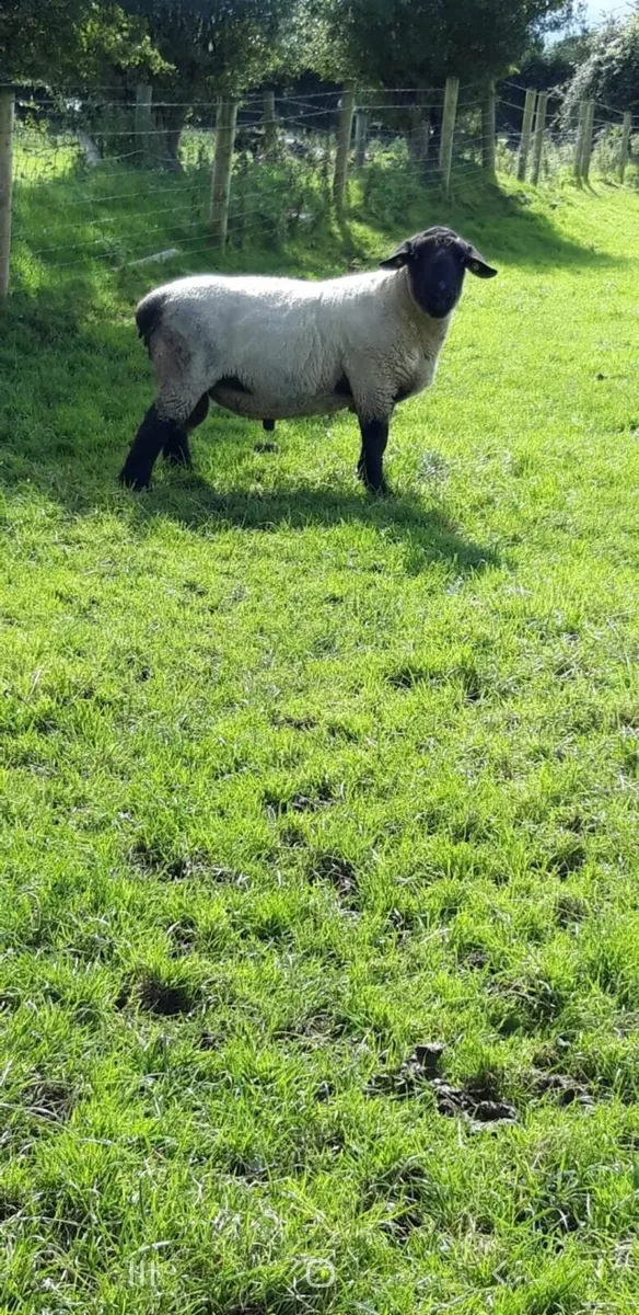 Suffolk Ram 3 year old - Image 4