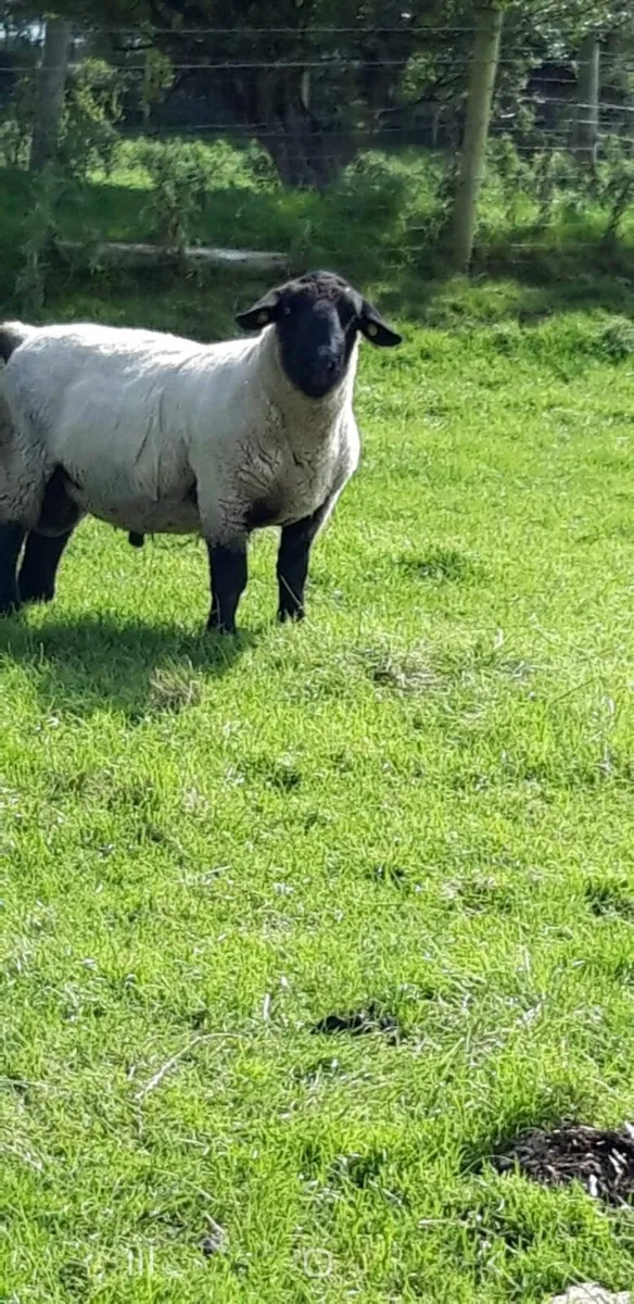 Suffolk Ram 3 year old - Image 2