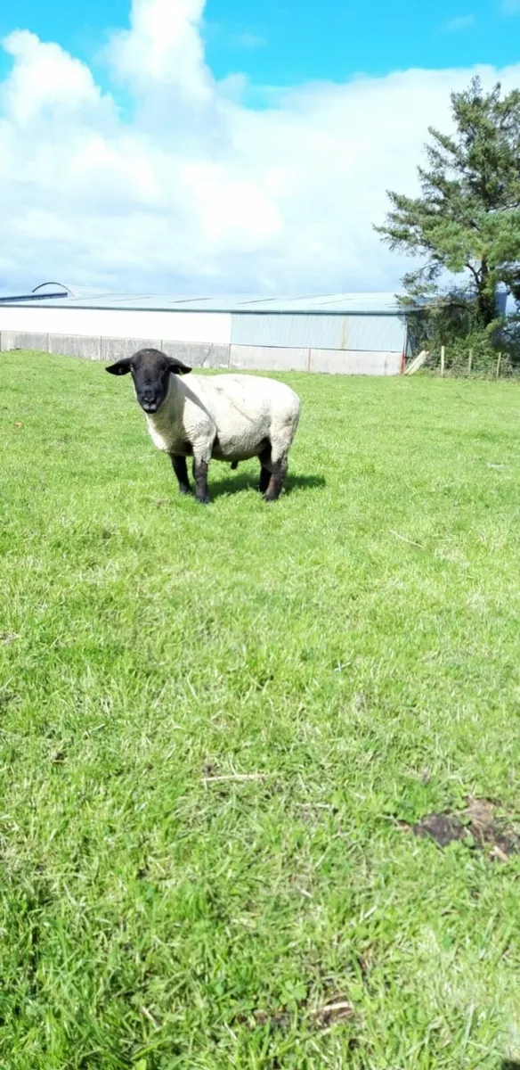 Suffolk Ram 3 year old - Image 1