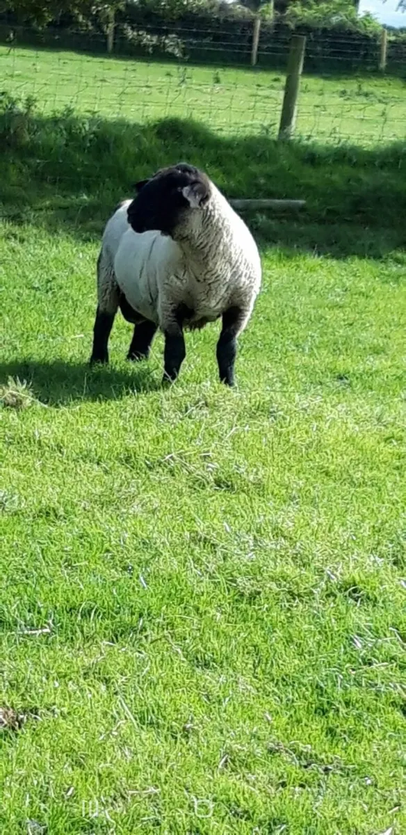 Suffolk Ram 3 year old - Image 3