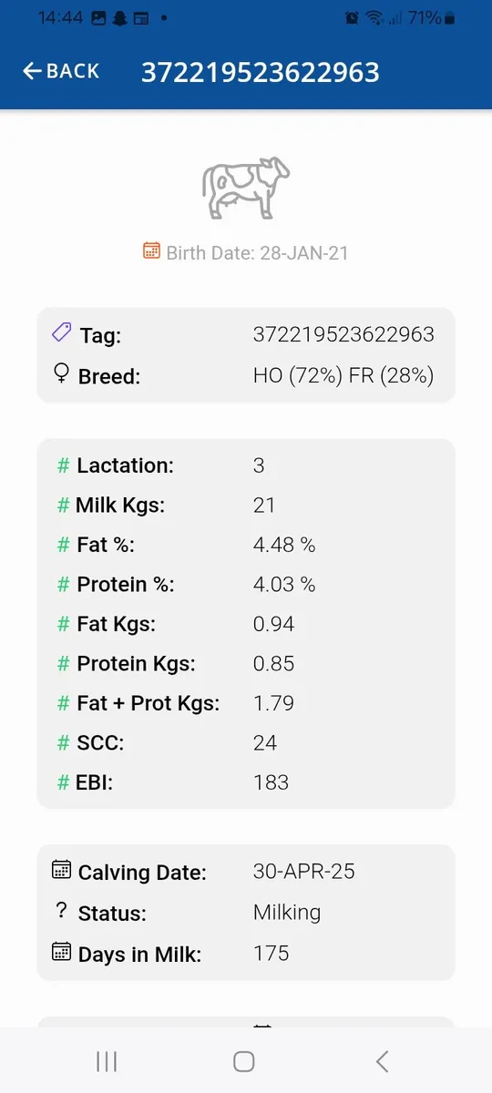 3 young empty cows - Image 1