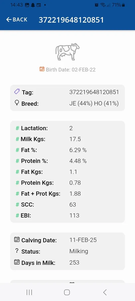 3 young empty cows - Image 2