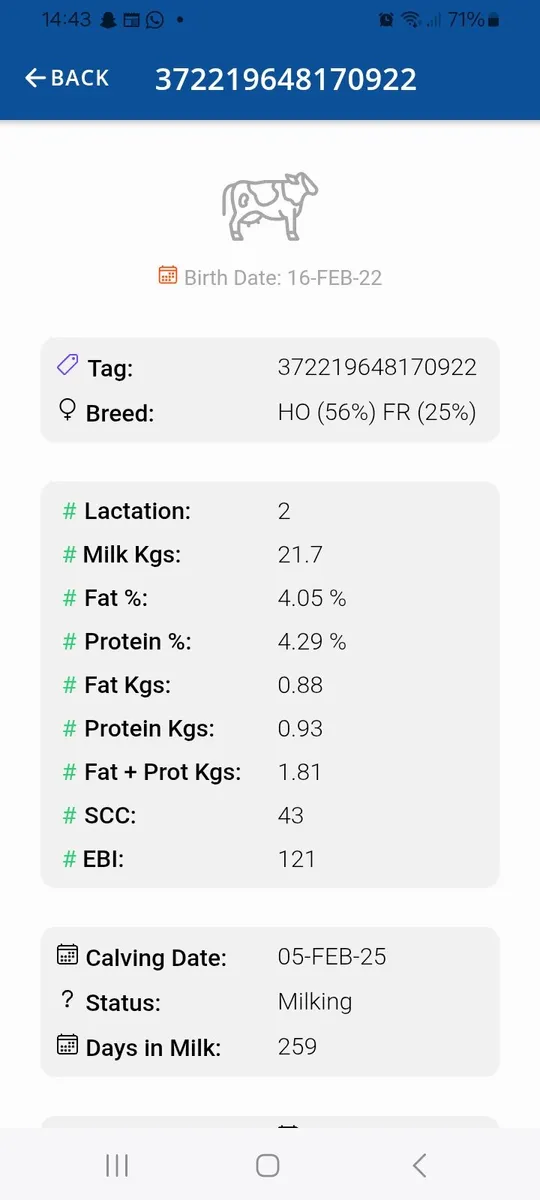 3 young empty cows - Image 3
