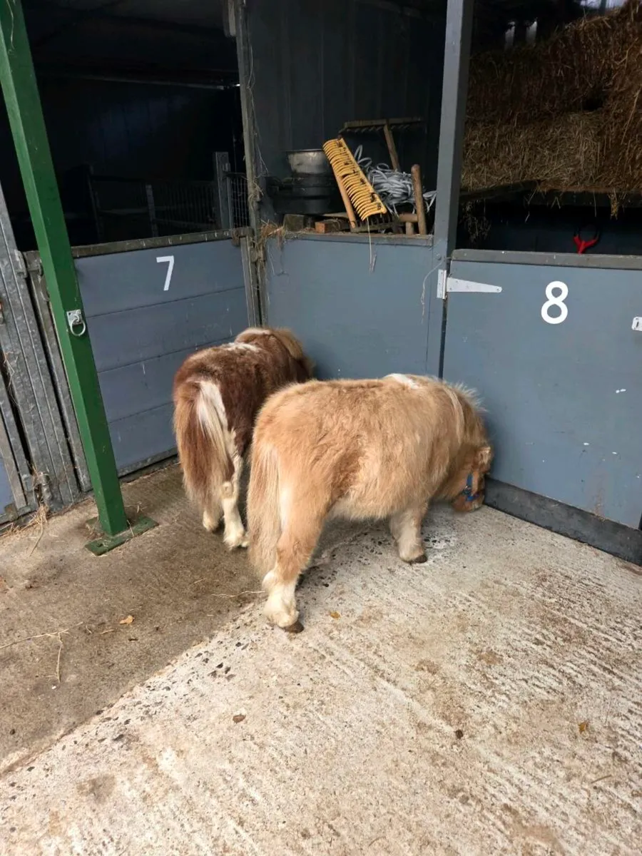 Miniature Foals. - Image 2