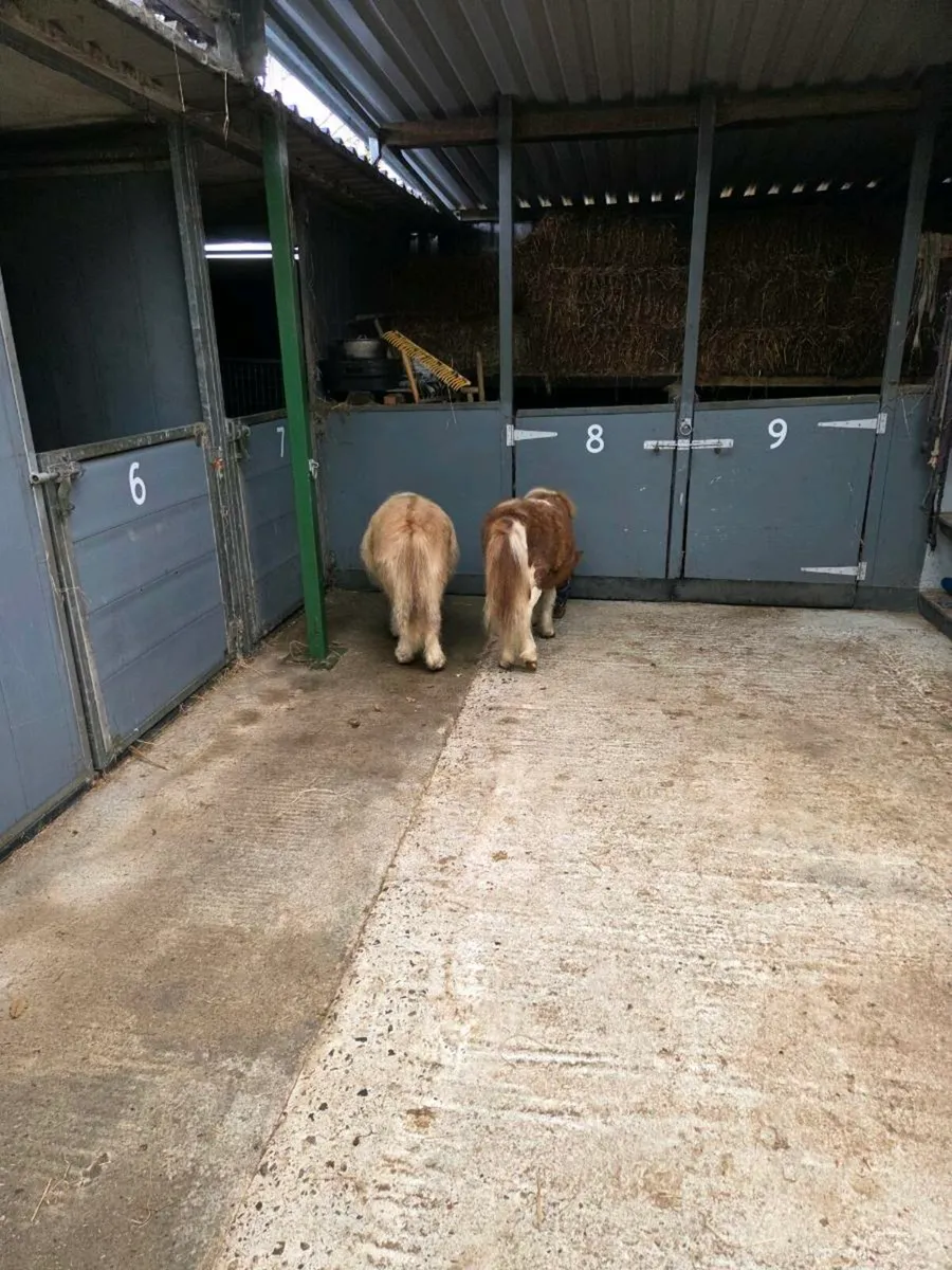 Miniature Foals. - Image 3