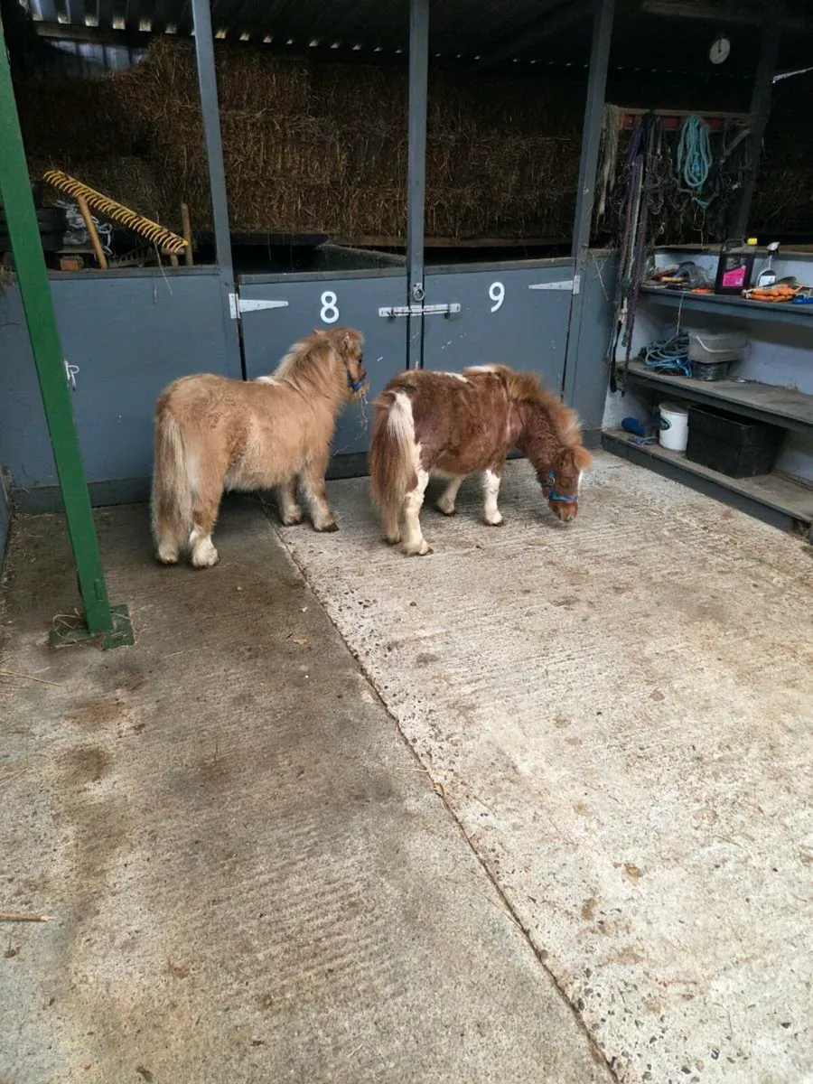 Miniature Foals. - Image 1