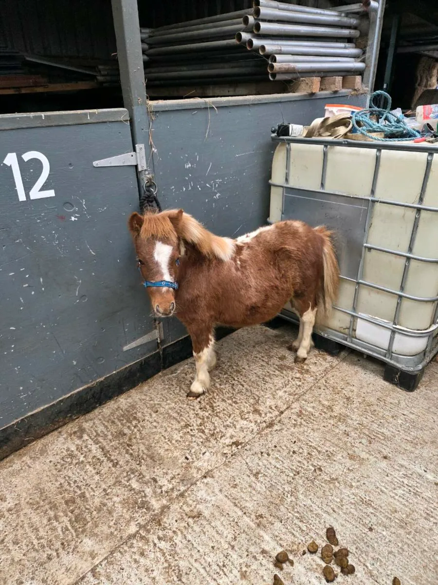 Miniature Foals. - Image 4