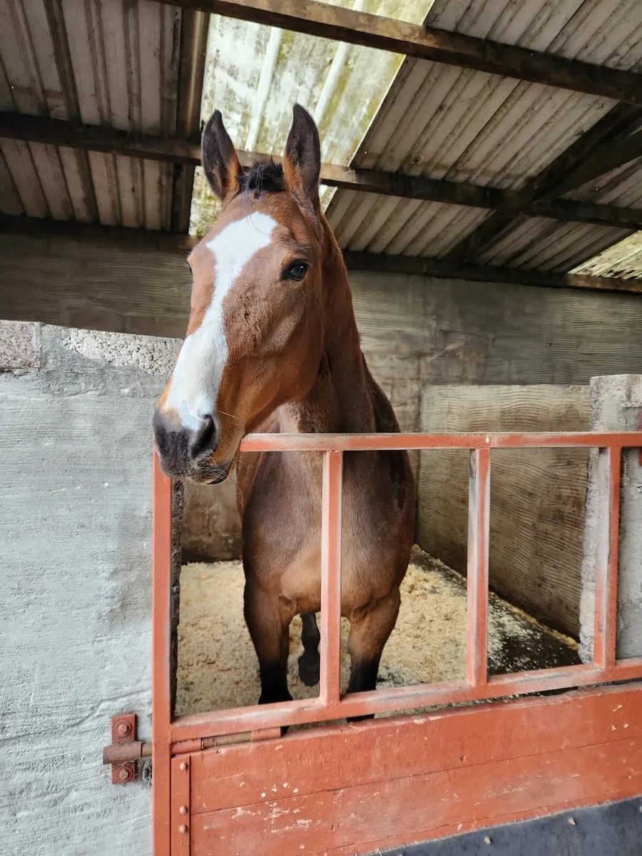 Brood mare for sale - Image 1