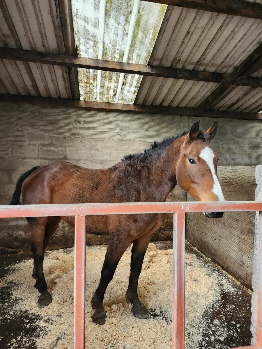 Brood mare for sale - Image 2
