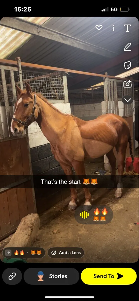 Chestnut 4 year old Cob x Draft of - Image 1