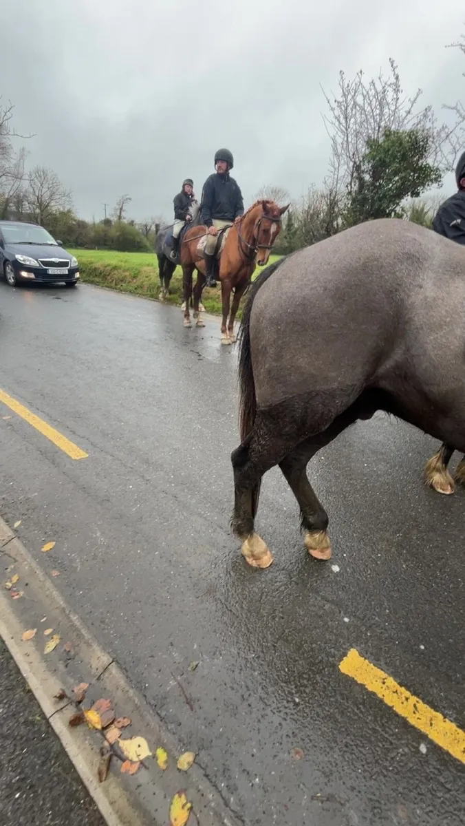 Chestnut 4 year old Cob x Draft of - Image 2