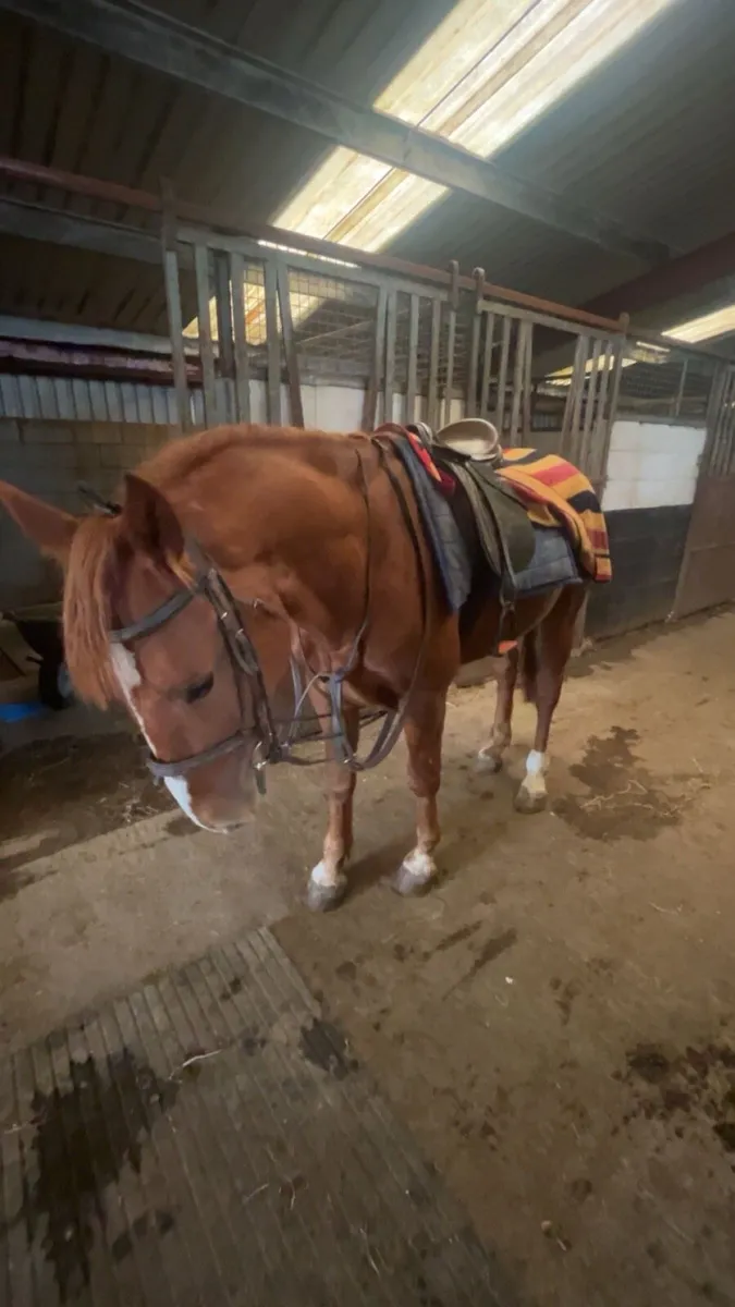 Chestnut 4 year old Cob x Draft of - Image 3