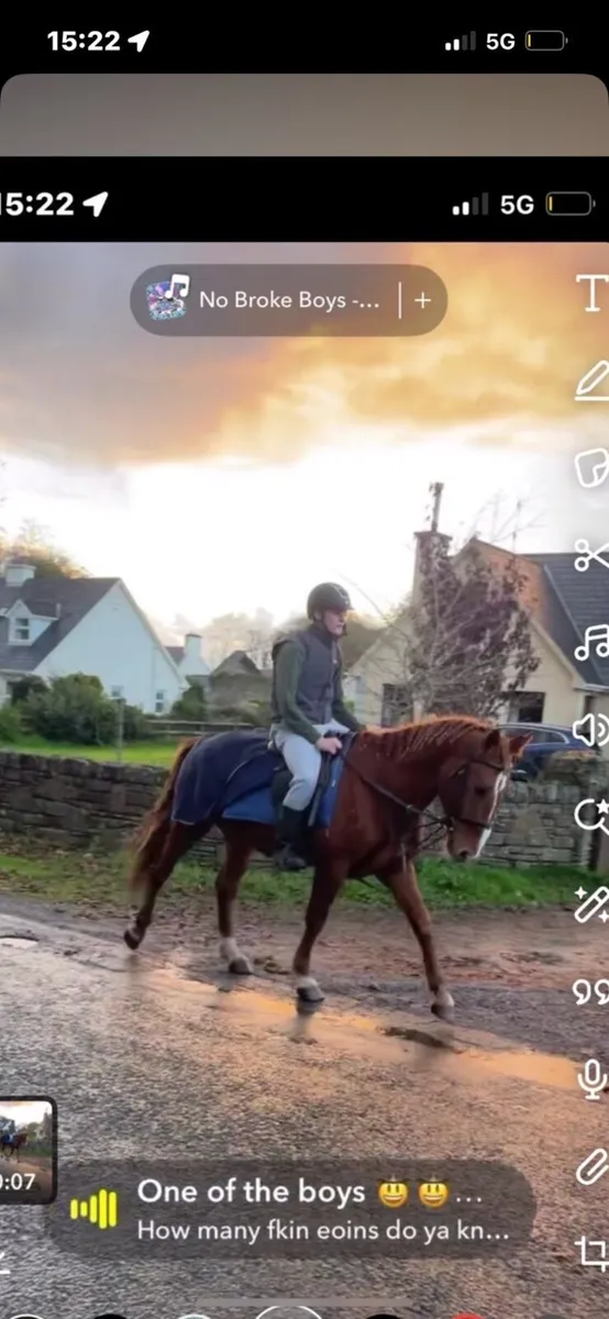 Chestnut 4 year old Cob x Draft of - Image 4