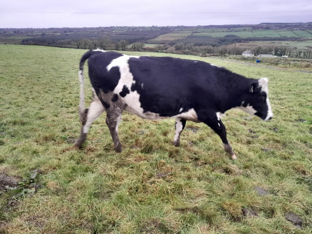 Incalf heifers - Image 1