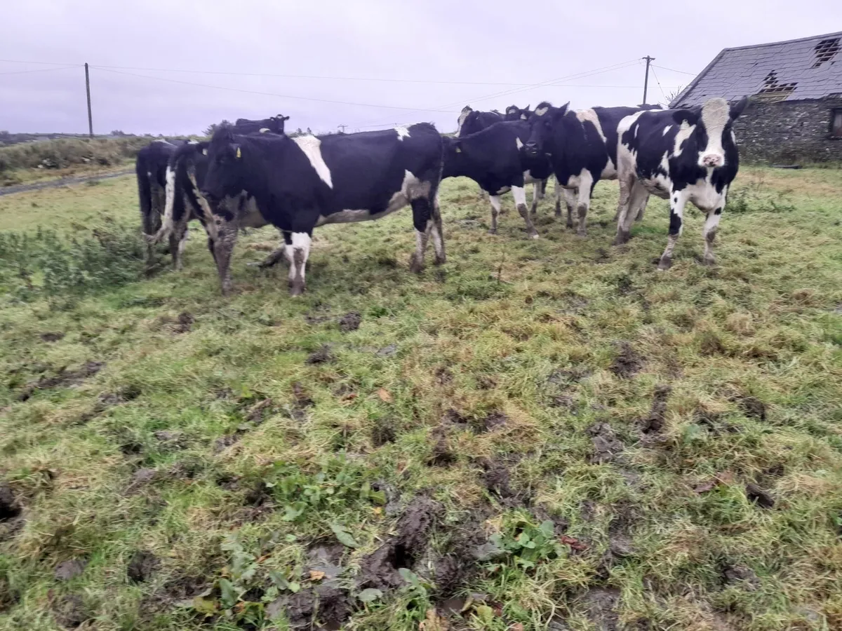 Incalf heifers - Image 2