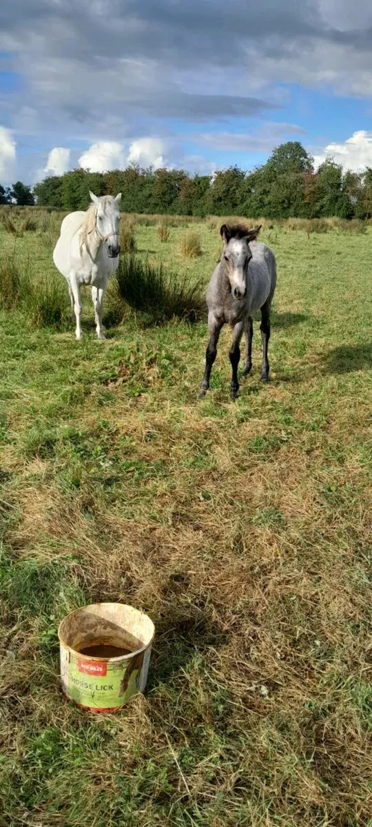 2 Connemara Foals for Sale - Image 1