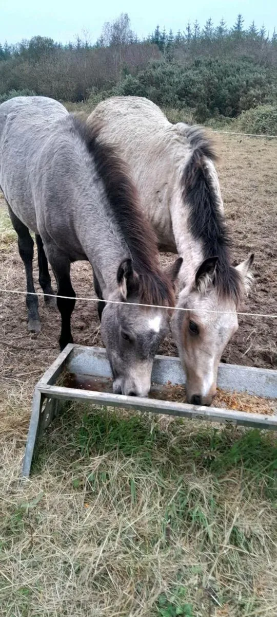 2 Connemara Foals for Sale - Image 2