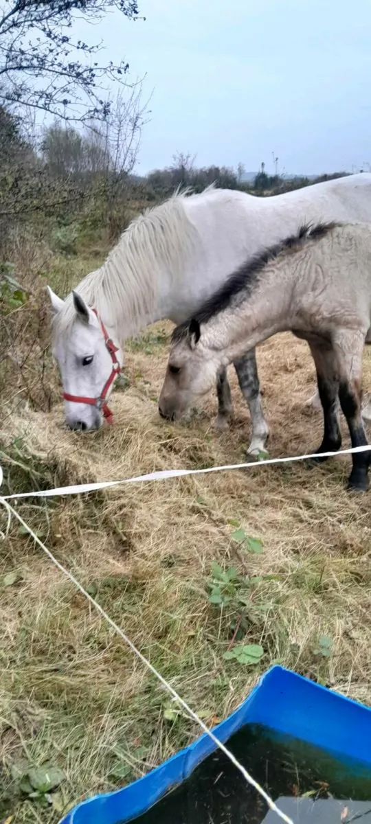 2 Connemara Foals for Sale - Image 3
