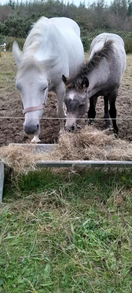 2 Connemara Foals for Sale - Image 4