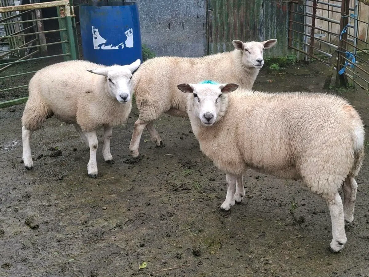 8 Breeding Ewe Lambs - Image 1