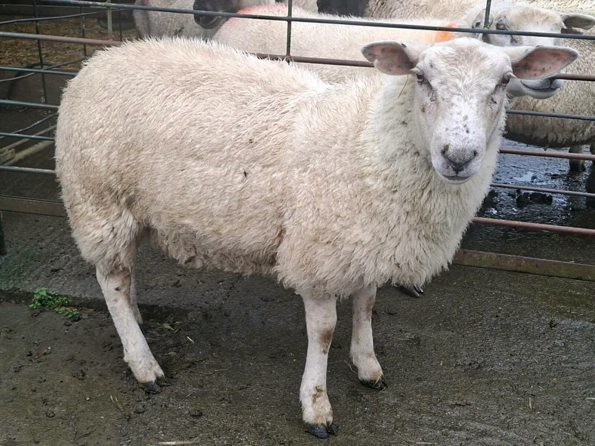 8 Breeding Ewe Lambs - Image 2