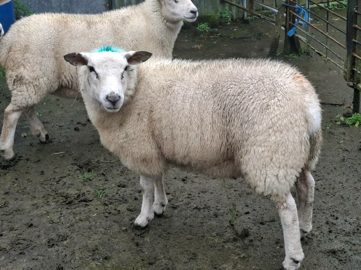 8 Breeding Ewe Lambs - Image 3