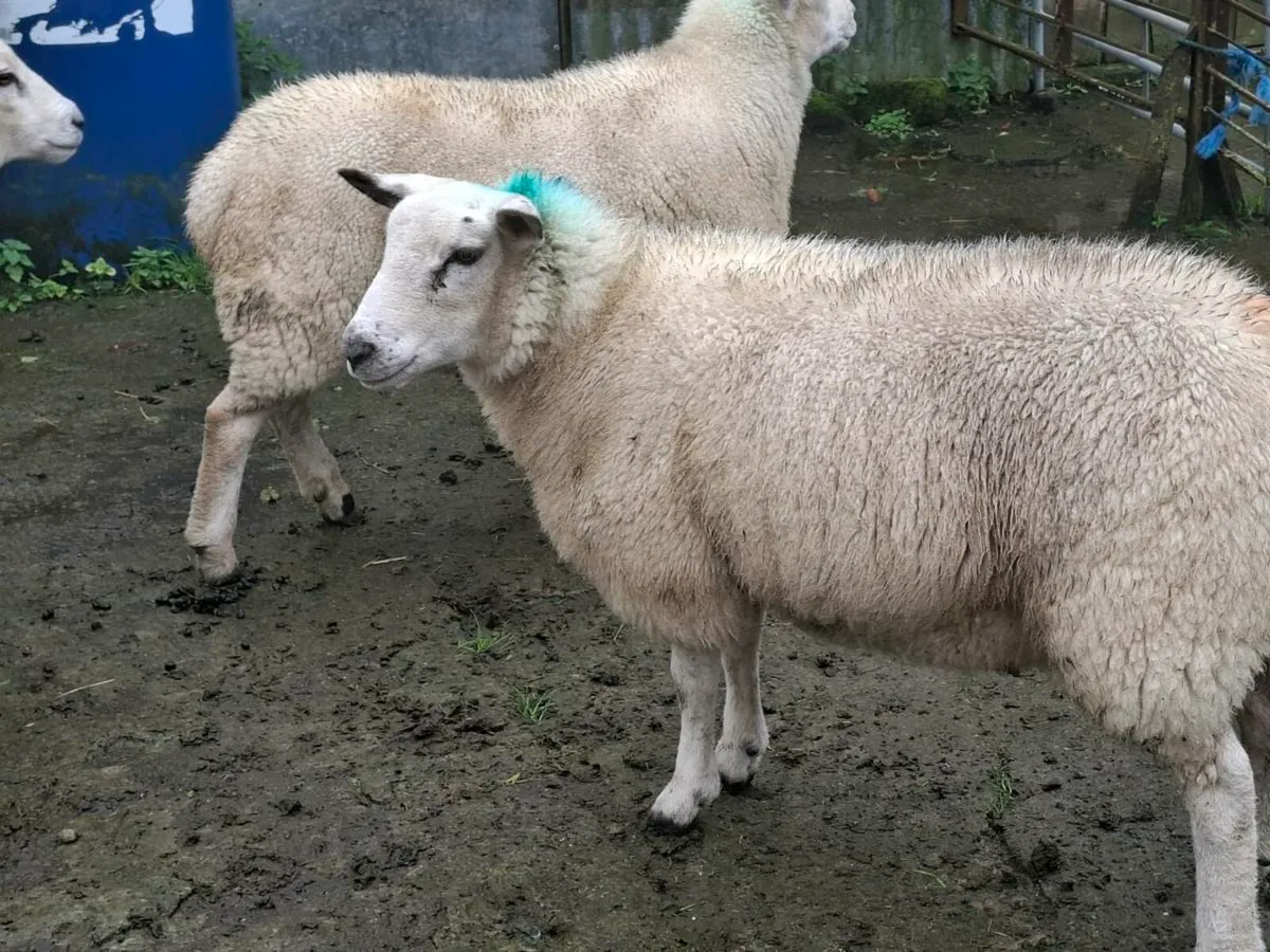 8 Breeding Ewe Lambs - Image 4