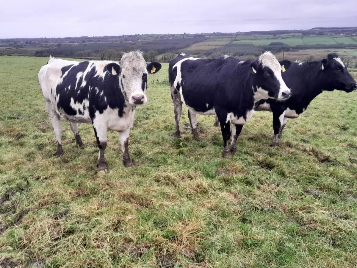 Incalf heifers - Image 4