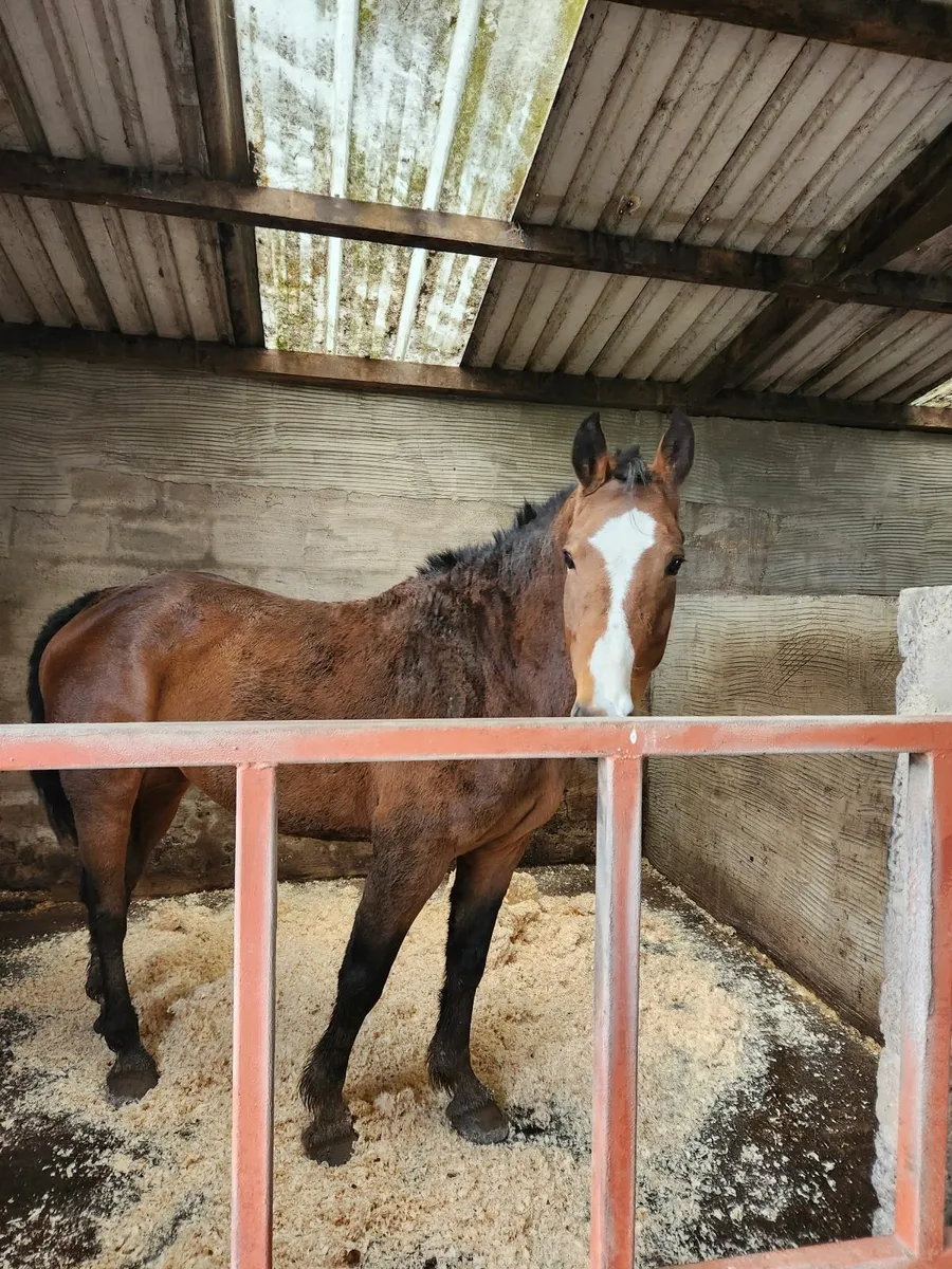 Brood mare for sale - Image 3