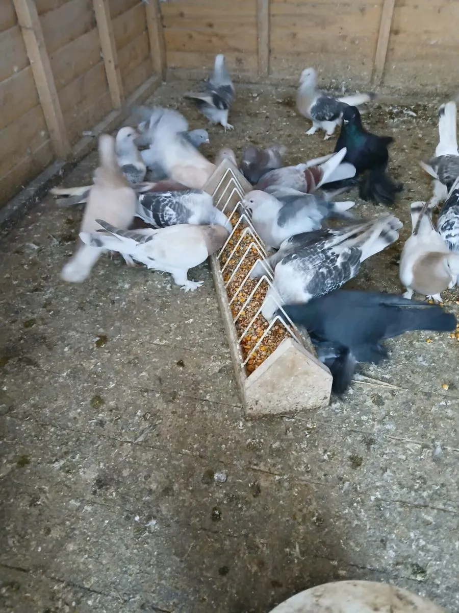 TURKISH TAKLAS AND COUPLE OF TUMBLERS