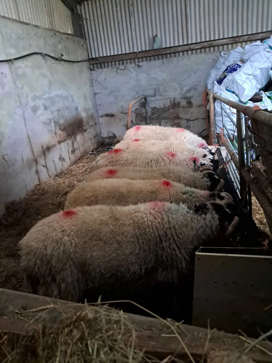 SIS eligible swaledale ram lambs - Image 1