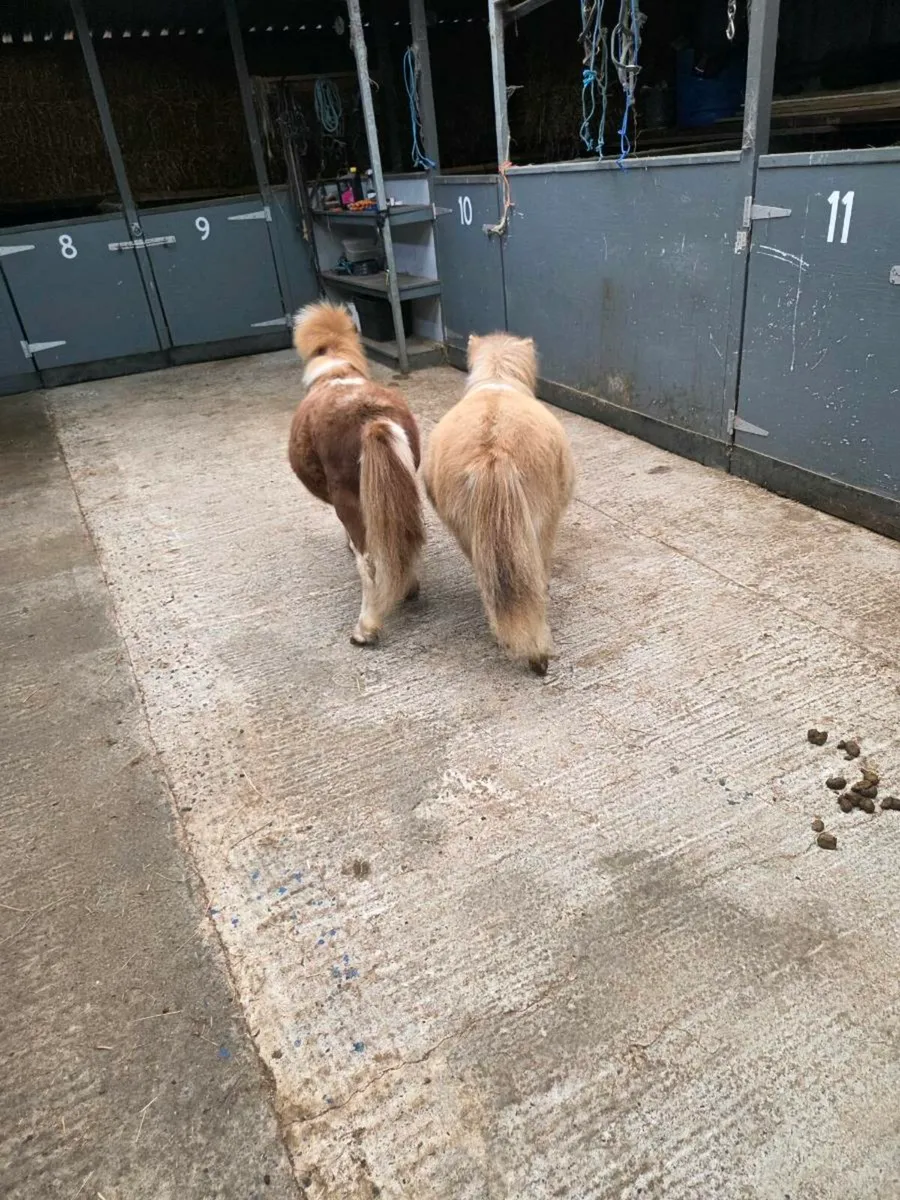 Miniature Foals. - Image 2