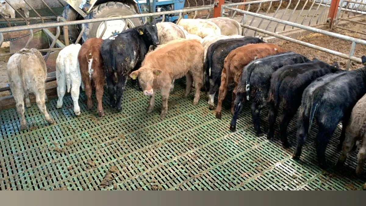 Sheep slats calf slats - Image 2