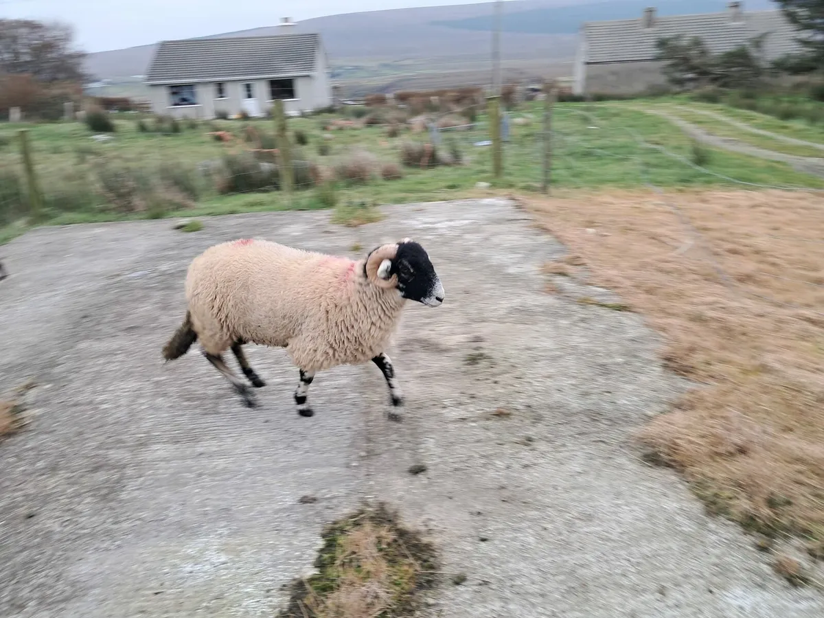 SIS eligible swaledale ram lambs - Image 3