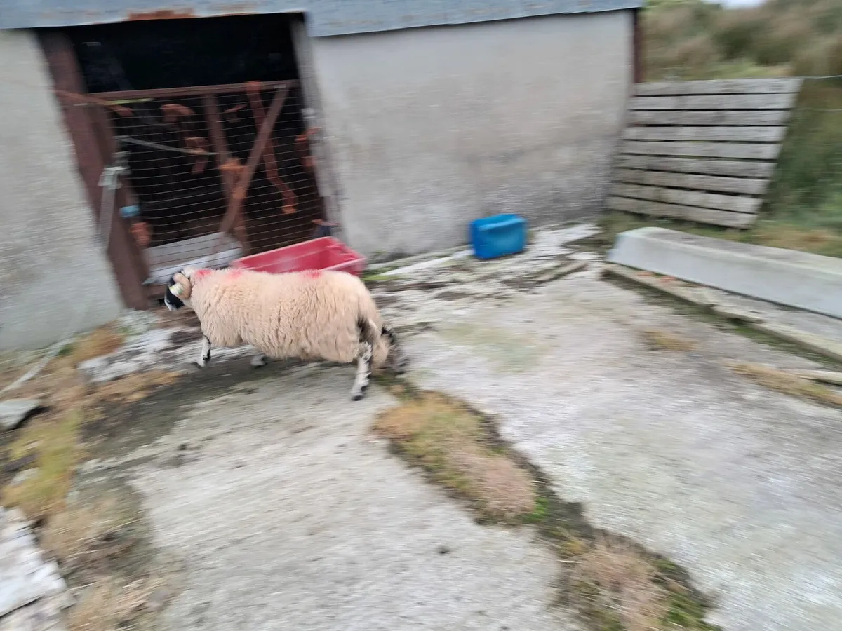 SIS eligible swaledale ram lambs - Image 4