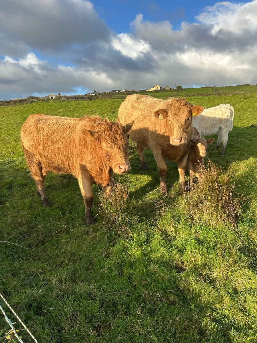 Hybrid first calf heifers - Image 1