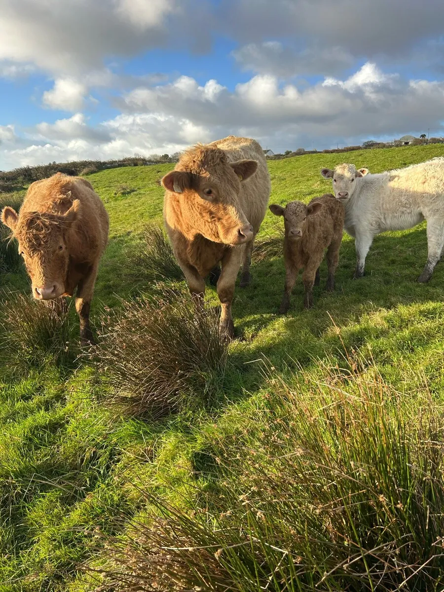 Hybrid first calf heifers - Image 2