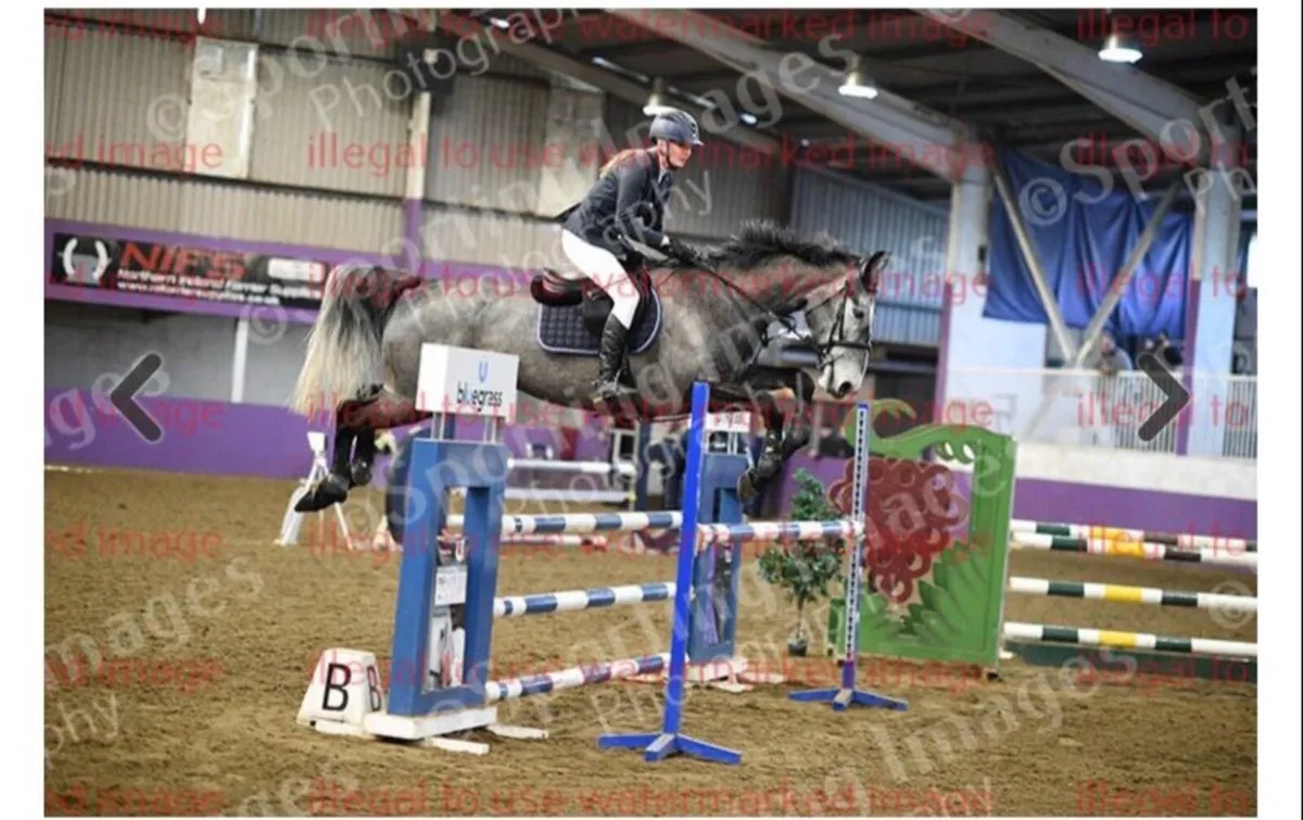 Showjumping Mare for sale - Image 1