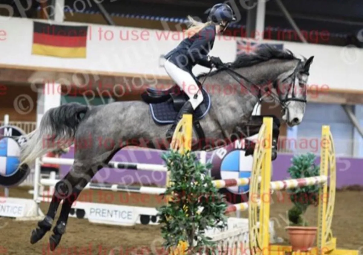 Showjumping Mare for sale - Image 2