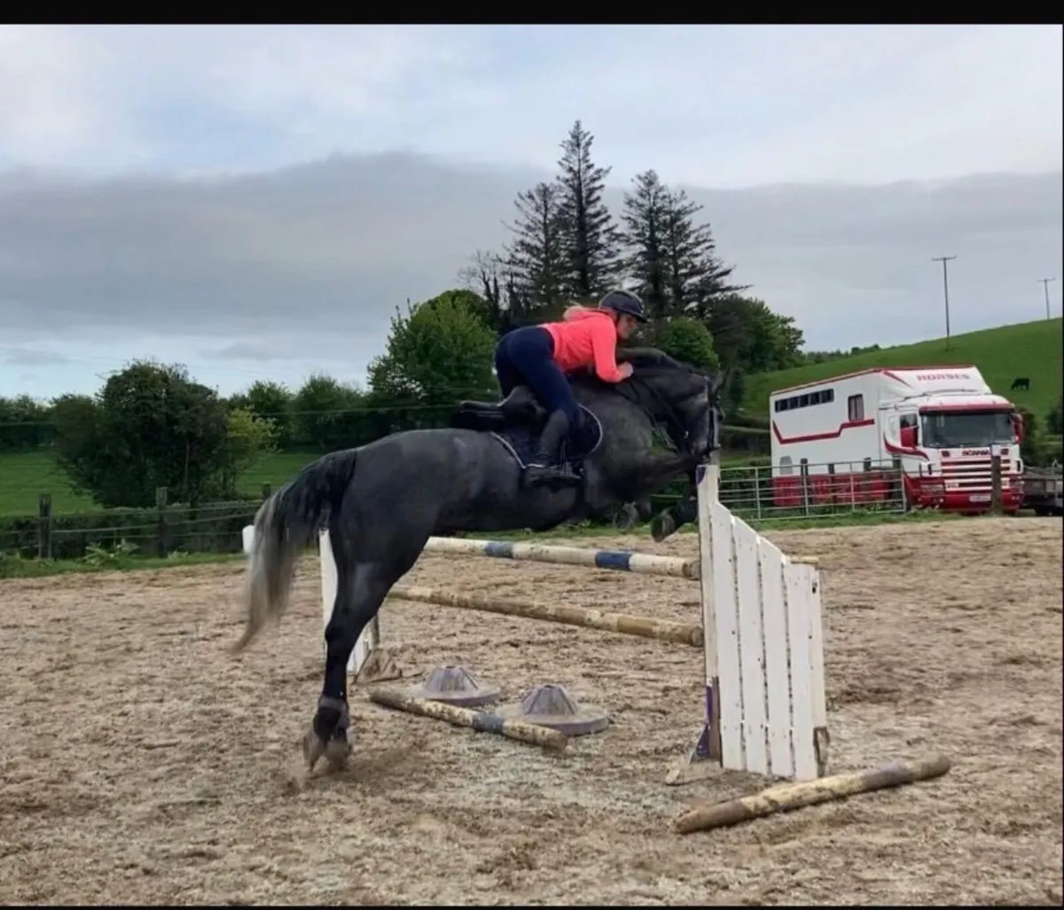 Showjumping Mare for sale - Image 3